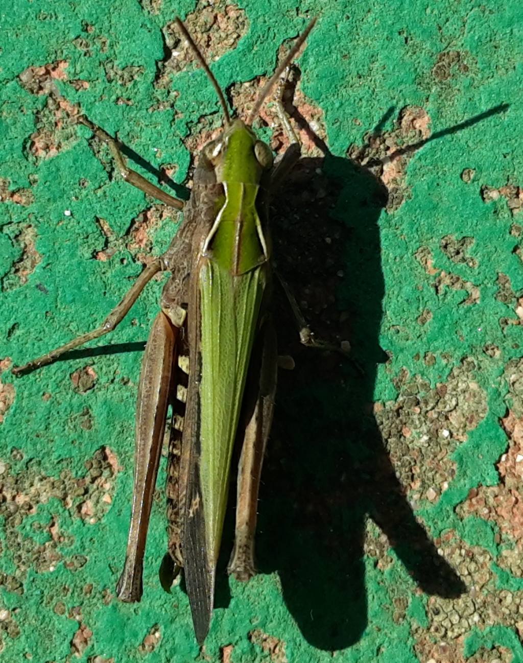 Ancora un Omocestus?  S, Omocestus (Omocestus) rufipes